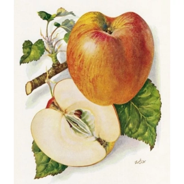 Sándor cár alma MALUS DOMESTICA SÁNDOR CÁR SZGY