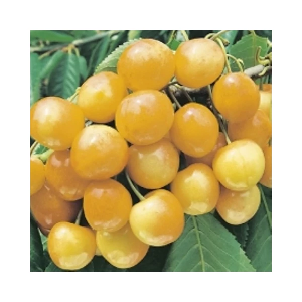 Sárga cseresznye PRUNUS AVIUM SÁRGA CSERESZNYE SZGY