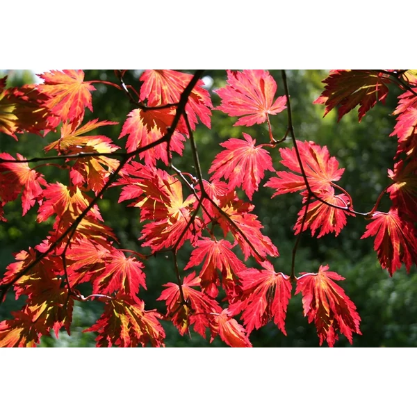 Japán juhar   ACER JAPONICUM ACONITIFOLIUM T1/4 16/18 K110