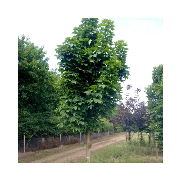 Korai juhar  ACER PLATANOIDES COLUMNARE 8/10 K20