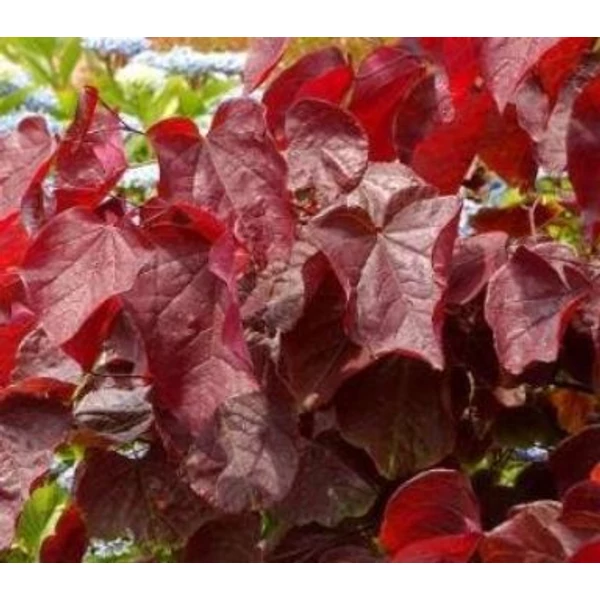 Kanadai júdásfa   CERCIS CANADENSIS RED FORCE 200/250 K7,5