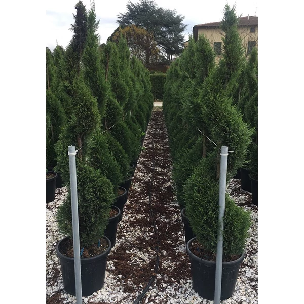 Leyland ciprus   CUPRESSOCYPARIS LEYLANDII SPIRÁL 200/225 K55