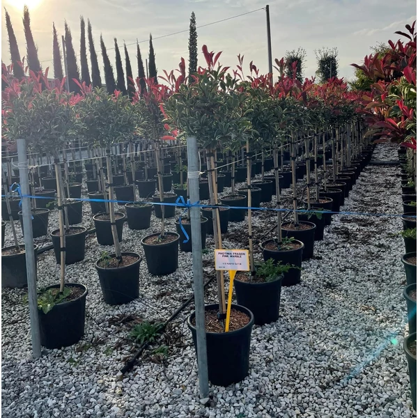 Örökzöld korallberkenye   PHOTINIA FRASERI PINK MARBLE T1/2 K18