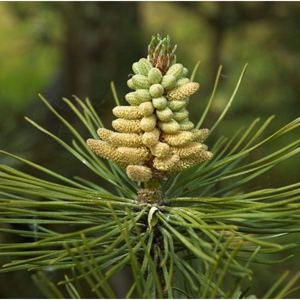 Osztrák feketefenyő   PINUS NIGRA AUSTRIACA T1/2 18/20 K55