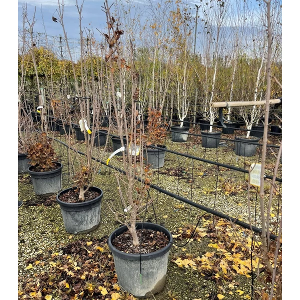 Vöröslevelű oszlopos juhar  ACER PLATANOIDES CRIMSON SENTRY 150/200 K55