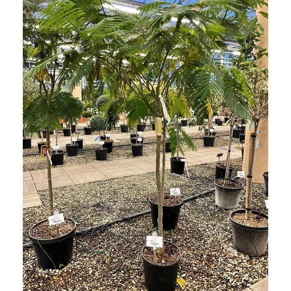 Selyemakác    ALBIZIA JULIBRISSIN T120/140 K18