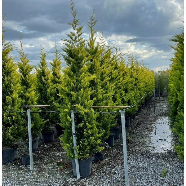 Arany lombú leyland ciprus CUPRESSOCYPARIS LEYLANDII GOLD RIDER 200/250 K30