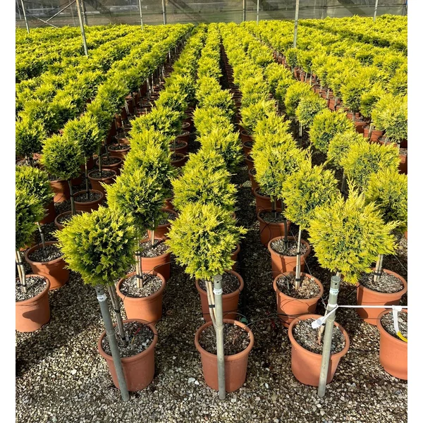 Arany lombú leyland ciprus CUPRESSOCYPARIS LEYLANDII GOLD RIDER T1/4 K9