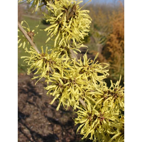 Varázsmogyoró    HAMAMELIS FAJTÁK 60/80 K5