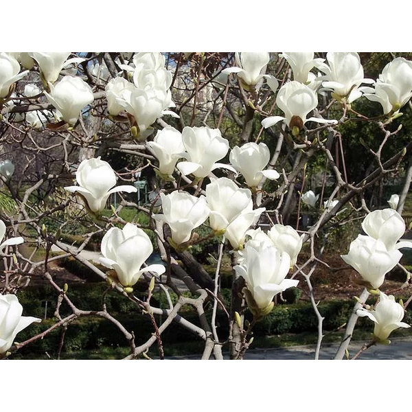 Hófehér liliomfa   MAGNOLIA DENUDATA YULAN 125/150 K30