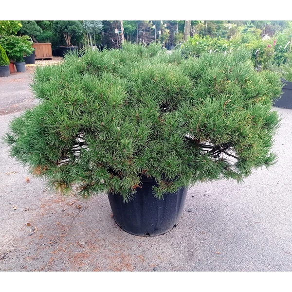 Havasi törpefenyő PINUS MUGO WINTER GOLD 90/100 K110