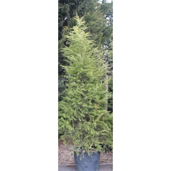 Himalájai cédrus   CEDRUS DEODARA KÚP 300/350 K130