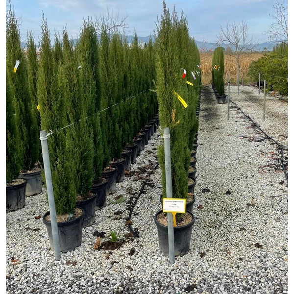 Európai ciprus   CUPRESSUS SEMPERVIRENS TOTEM 125/150 K15