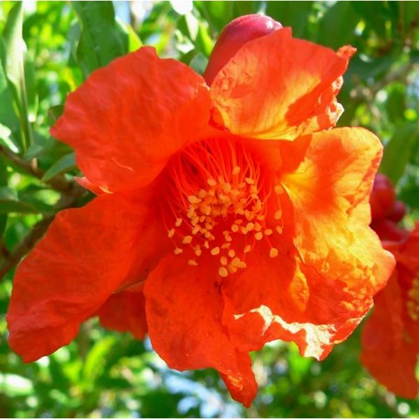 Gránátalma PUNICA GRANATUM T1/2 40/50 K110