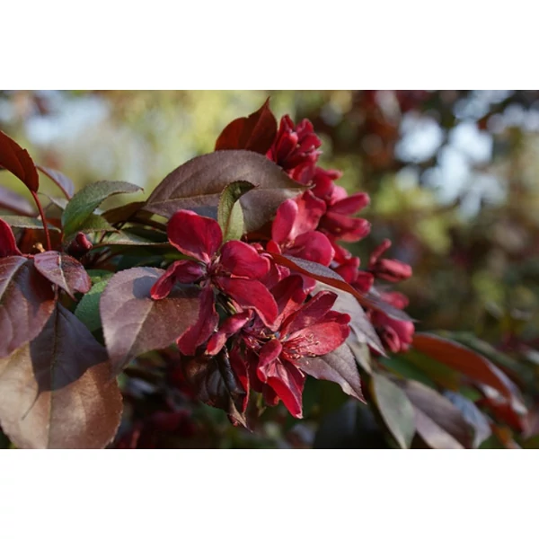 Díszalma    MALUS ROYALTY 180/+ K12