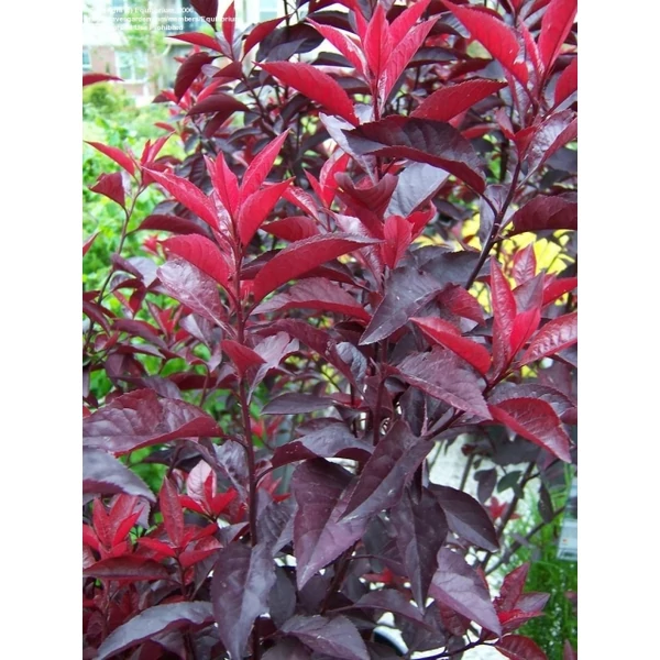 Törpe vérszilva   PRUNUS CISTENA T80-120 K10