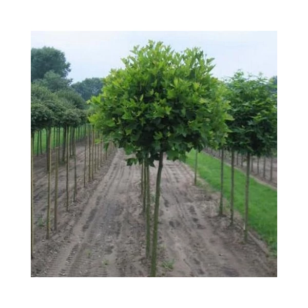 Gömb platán   PLATANUS ACERIFOLIA ALPHENS GLOBE 8/10 225CM K35