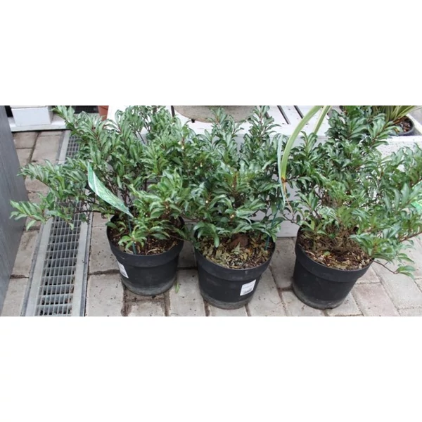 Eurya    EURYA JAPONICA MOUTIERS 20/25CM K3