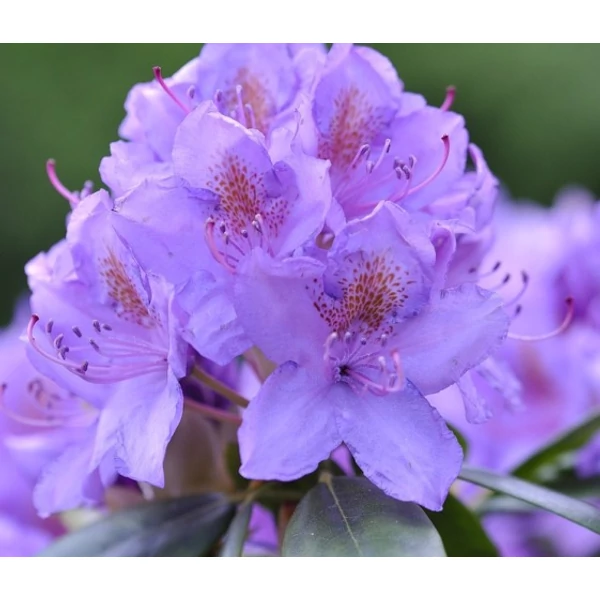 Havasszépe RHODODENDRON XXL 35/40 CS19