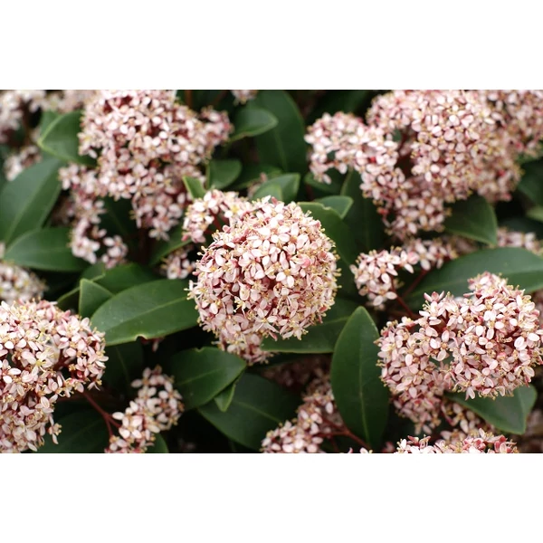 Japán dérbabér   SKIMMIA JAPONICA RUBELLA 35/40 CS13