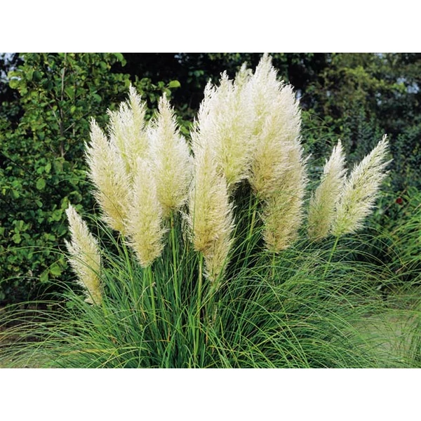 Fehér pampafű CORTADERIA SELLOANA EVITA K9,5