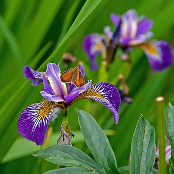 Japán nőszirom IRIS KEAMPFERI VARIEGATA CS15