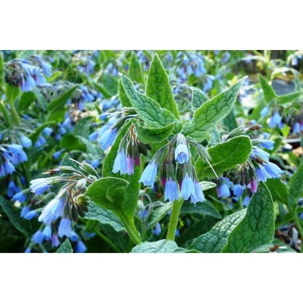Nadálytő CAUCASICUM AZUREUM CS14  