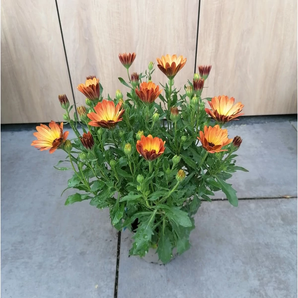 Afrikai aranyvirág OSTEOSPERMUM CS12