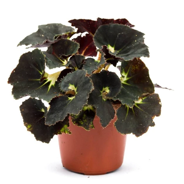 Begónia BEGONIA MAGIC FAJTÁK