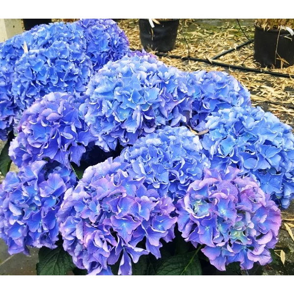 Kerti hortenzia   HYDRANGEA MACROPHYLLA ROYALTY COLLECTION 20/40 CS19