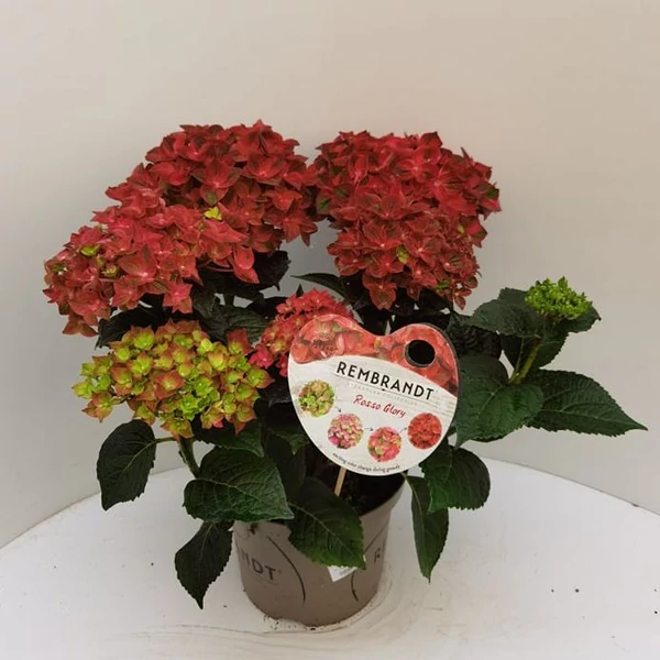 Kerti hortenzia   HYDRANGEA MACROPHYLLA REMBRANDT CS23