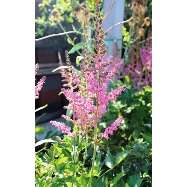 Kínai tollbuga VISIONS IN PINK K2 