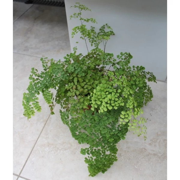Vénuszfodorka ADIANTUM FRAGRANS CS12
