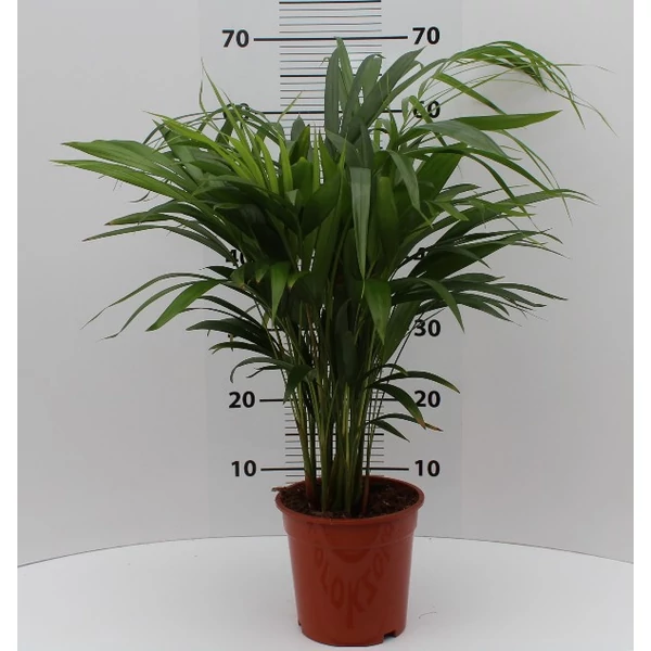 Aranygyümölcs pálma CHRYSALIDOCARPUS LUTESCENS CS22