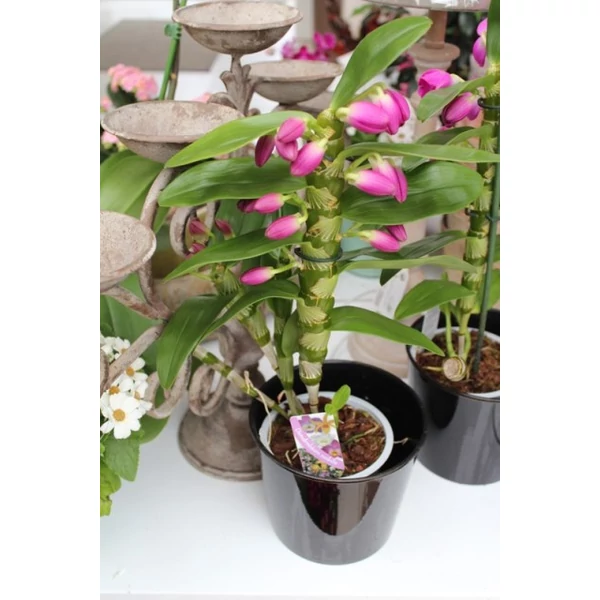 Vesszőskosbor DENDROBIUM NOBILE 2 ÁGAS CS12