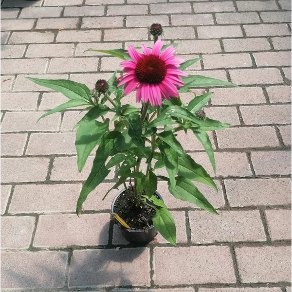Bíbor kasvirág ECHINACEA PURPUREA COMPACT ROSE CS13