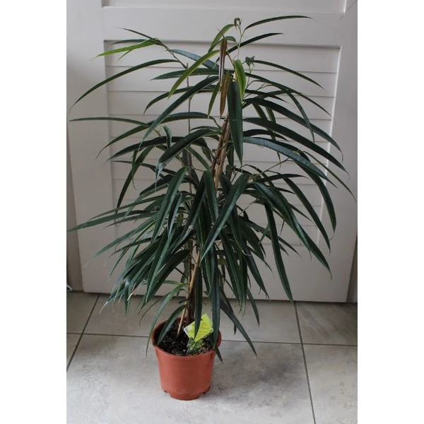 Fűzlevelű fikusz FICUS BINNENDIIJKII ALII CS21