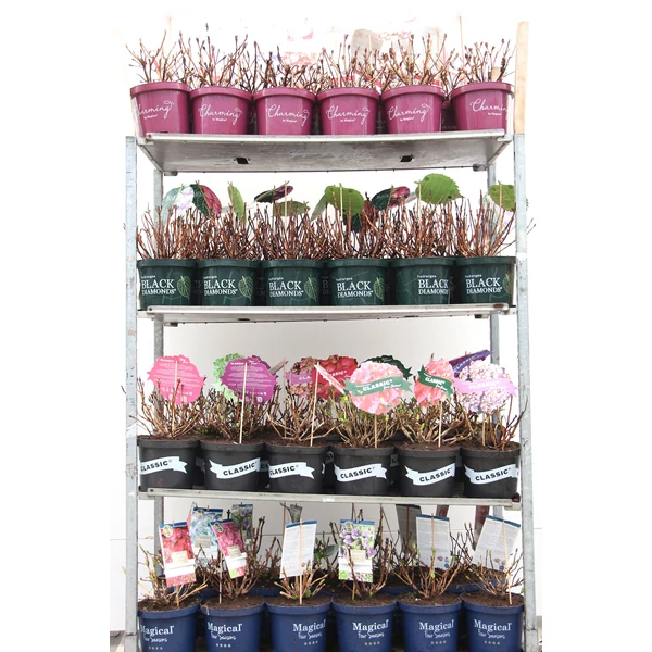 Kerti hortenzia   HYDRANGEA MACROPHYLLA CHARMING FAJTÁK 30/40 CS23