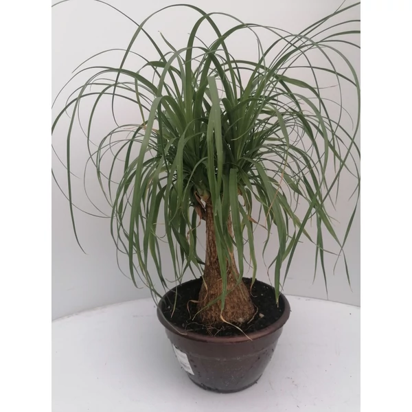 Buzogányfa, elefántláb BEUCARNEA RECURVATA K5