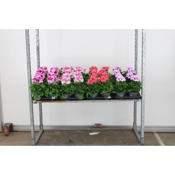 Angol muskátli PELARGONIUM GRANDIFLORUM 20/+ CS12