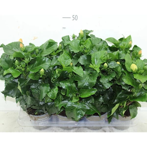 Kínai hibiszkusz  HIBISCUS FAJTÁK CS17