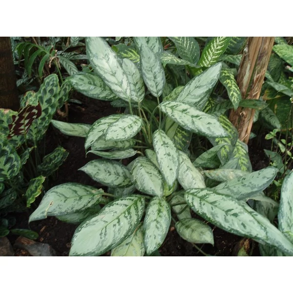 Rákvirág AGLAONEMA CLEOPATRA CS17
