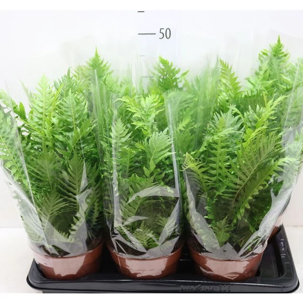 Erdei bordapáfrány BLECHNUM SILVER LADY