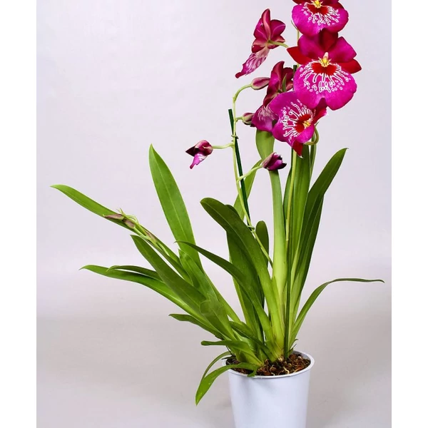 Árvácskaorchidea MILTONIA 1-2 ÁGAS CS12