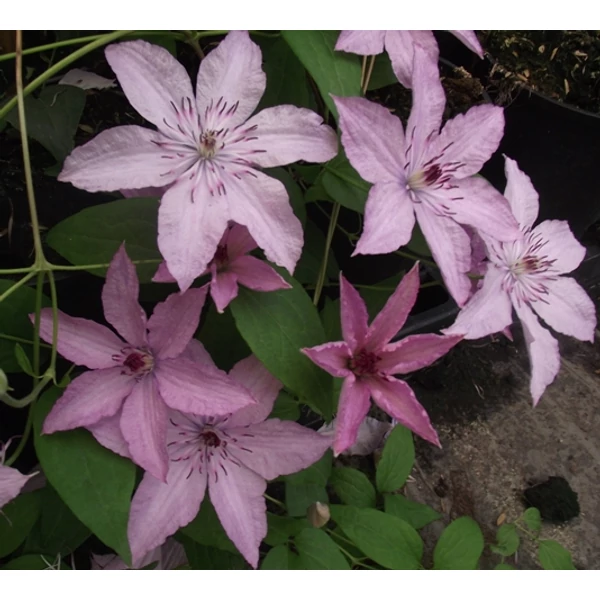 Iszalag    CLEMATIS HYBRID 50/60 CS15
