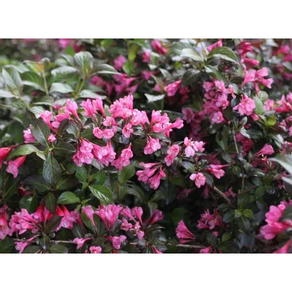 Rózsalonc    WEIGELA FLORIDA BLACK MINOR K5