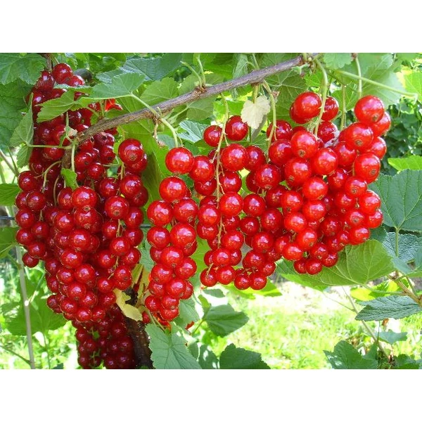 Piros ribiszke RIBES RUBRUM JONKHEER VAN TETS BOKOR KONTÉNERES