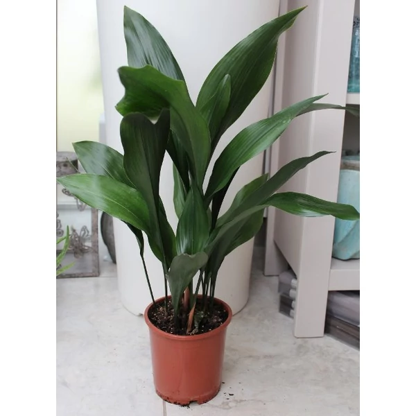Kukoricalevél ASPIDISTRA ELATIOR CS17