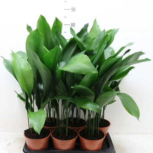 Kukoricalevél ASPIDISTRA ELATIOR CS17