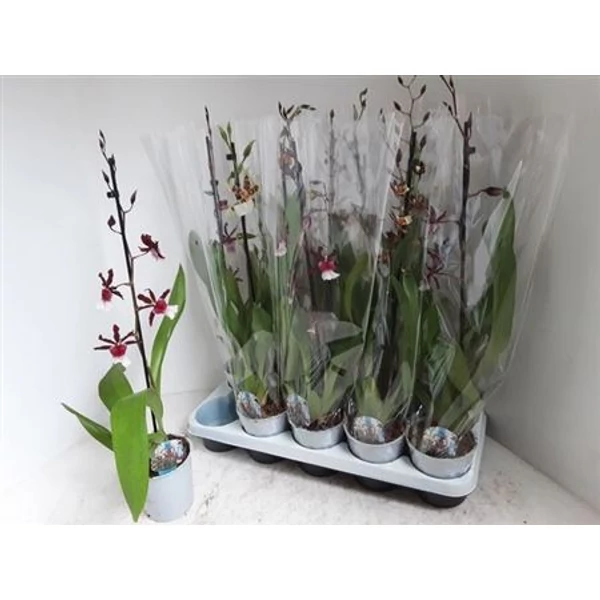 Orchidea CAMBRIA MIX CS12